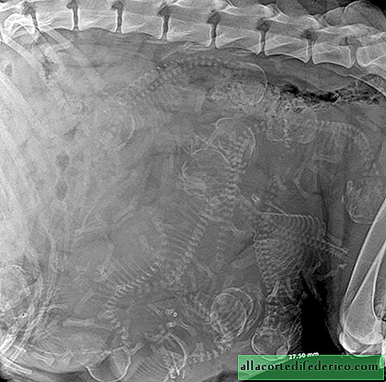 15 incredible x-rays of pregnant animals that delight
