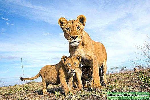 Impresionante primer plano de la vida salvaje africana: 15 fotos impresionantes
