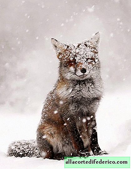 15 grappige en charmante dieren die weten hoe ze van de winter moeten genieten