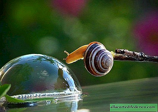 18 photos that snails really boil life
