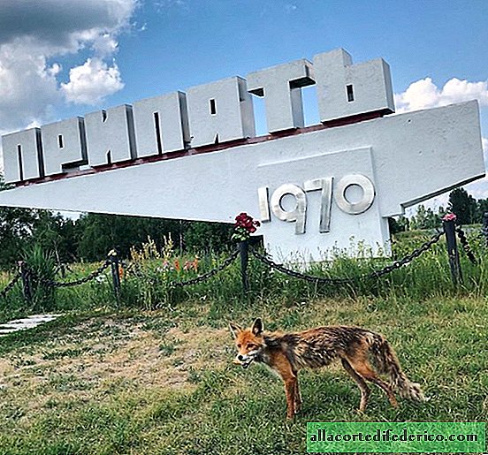 18 fotos que na natureza de Chernobyl prevaleceram sobre a civilização
