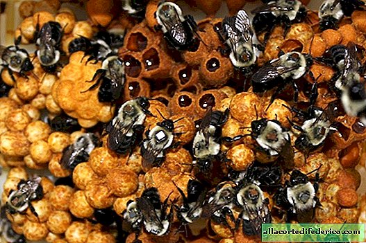 2 millones de familias al año: ¿por qué los científicos crían abejorros en laboratorios?