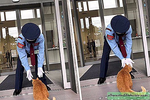 Two cats in Japan have been trying to get into the museum for 2 years and are fighting the guard