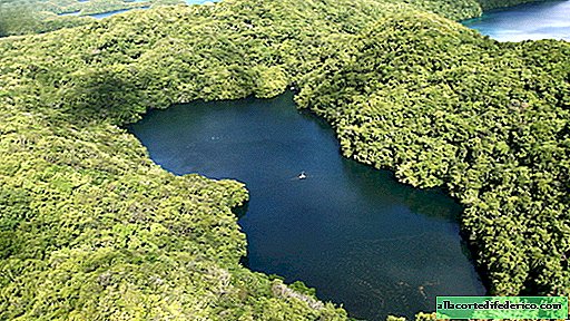 ทะเลสาบเมดูซ่า: ที่นี่คุณสามารถว่ายน้ำได้ระหว่างแมงกะพรุน 2 ล้านตัวและไม่ต้องกลัว