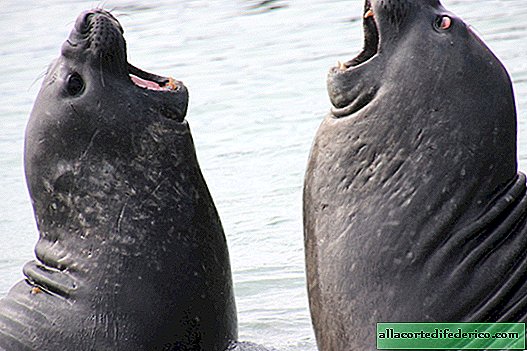 بحر الفيل الجنوبي: لا يستطيع التنفس لمدة ساعتين أثناء الغوص بعمق