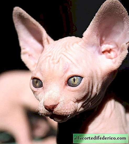 20 charmantes photos de chatons sphinx, la race la plus originale de chats domestiques