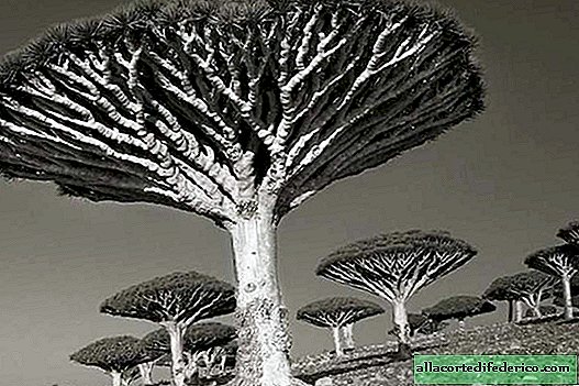 20 af de ældste og mest fantastiske træer på Jorden