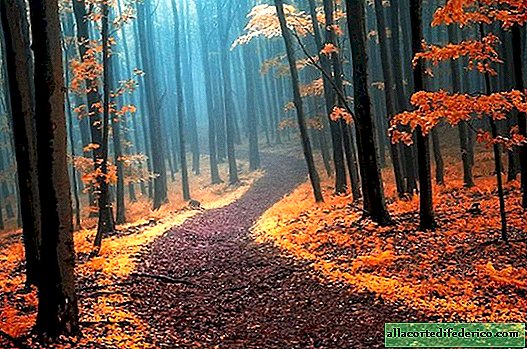 20 foto hutan musim gugur yang luar biasa indah dari Janek Sedlar