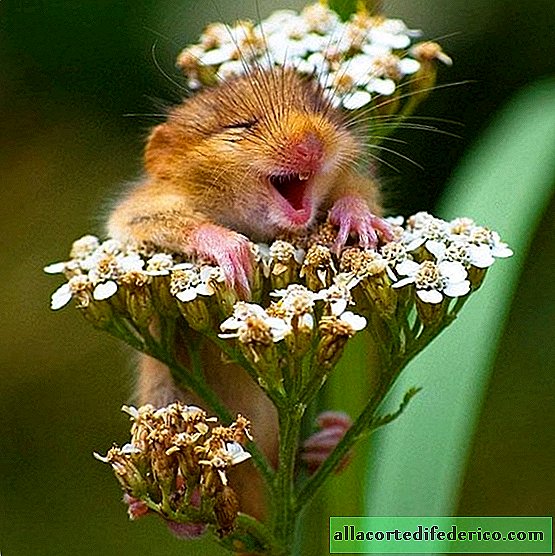 20 funny pictures of wild animals that know how to enjoy life