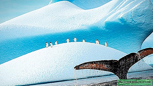 20 hurmaavaa kuvaa pingviinista, jotka todistavat, että on mahdotonta olla rakastamatta näitä lintuja!