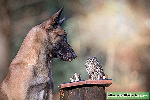 20 photos of Ingo dog and her friend owl - the best you can see today