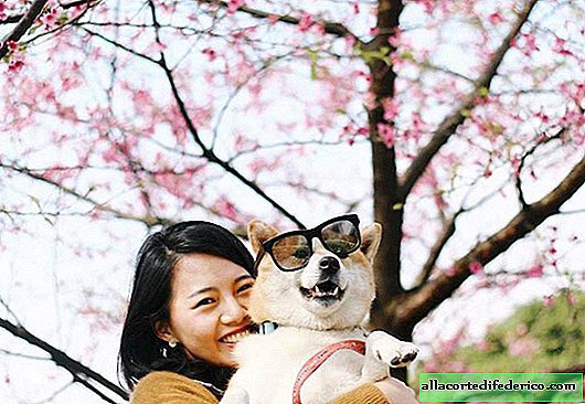 20 fascinating photos from the Japanese Instagram that spring has come!