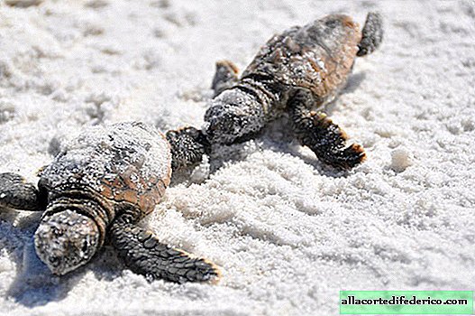Nach einer grandiosen Ernte kehrten die Schildkröten zum ersten Mal seit 20 Jahren wieder an den indischen Strand zurück