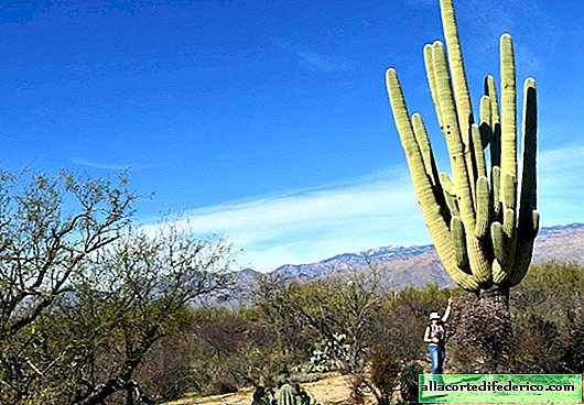 20 meters in height: the huge cacti of the Sonora desert, in which owls live