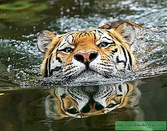 النمور - المغناطيسية الحيوانية البرية في 20 صورة مذهلة