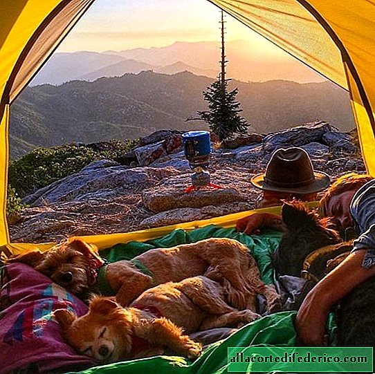 20 wundervolle Instagram-Fotos, die Sie dazu inspirieren, mit Ihrem Hund zelten zu gehen