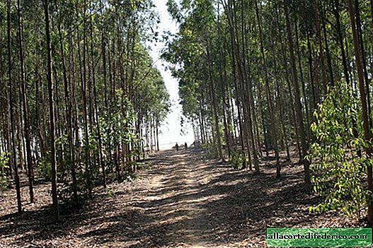 Egyptiskt mirakel: hur i Egypten odlades mer än 200 hektar skog mitt i öknen
