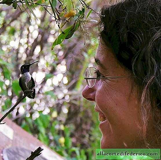 Een vrouw verzamelde in de buurt van haar kantoor 200 kolibries die haar niet verlaten