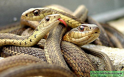 22 pruebas de que no debes ir a Australia si tienes miedo a las serpientes