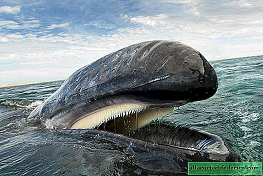 Fotografen brugte 25 år på at fange hvalernes majestætiske skønhed