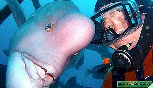 Buzo japonés, de 25 años, viene a visitar a su mejor amigo de peces en un santuario submarino