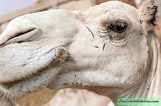 27 fotos desgarradoras del mercado de camellos más grande de África