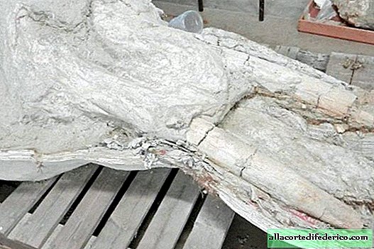 Comment le Français a trouvé le crâne sensationnel du mastodonte et pourquoi il l'a caché pendant 3 ans