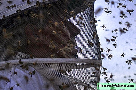 Hybridi tappava mehiläinen: hänellä on omatuntonsa 300 henkeä eikä häntä voida pysäyttää