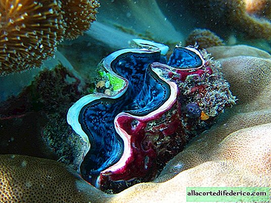 Giant tridacna - the largest mollusk in the world weighing up to 300 kilograms
