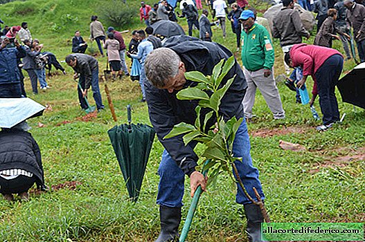 Ethiopia đã phá kỷ lục thế giới bằng cách trồng 350 triệu cây trong 12 giờ