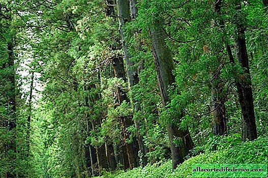 37 kilometers of trees: Nikko Cedar Alley - a special natural monument of Japan