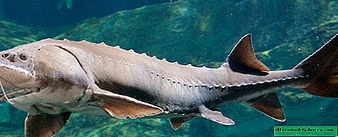 4 metros de longitud: donde desapareció la beluga, el pez de río más grande del planeta