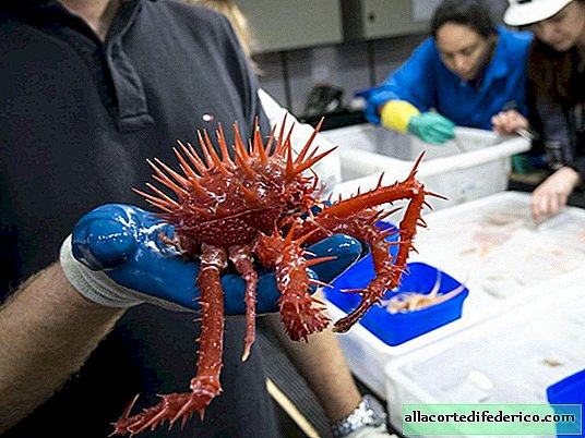 Scientists have shown terrifying creatures that they found at a depth of 4900 m in the ocean