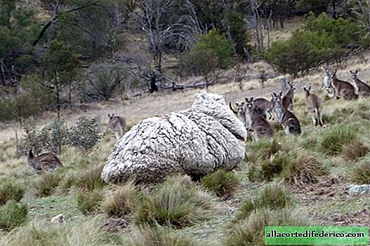Wonderen van metamorfose: hoe een schaap na 5 jaar eruit ziet alsof het tegen een kudde heeft gevochten