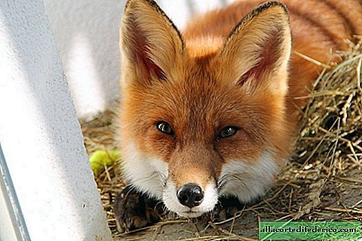 Domače lisice iz Novosibirska: kako so znanstveniki ukrotili lisice v samo 50 letih