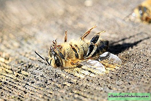 3か月でブラジルで5億匹のミツバチが死んだ