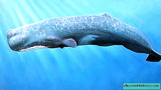 حلم الحوت العمودي العمودي ، و 6 حقائق أكثر مذهلة حول سيد الأعماق