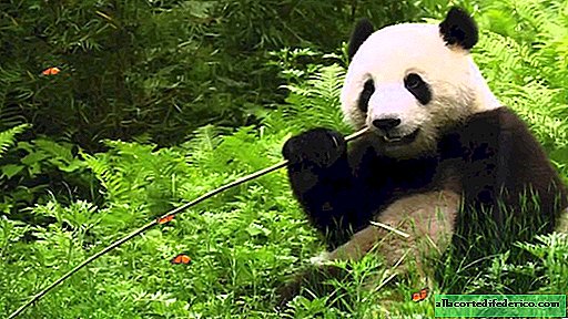 Kje je panda imela 6 nožnih prstov in druga zanimiva dejstva o medvedu iz bambusa