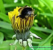 6 صور مضحكة حول كيف يمكن أن يكون النحل الساحرة