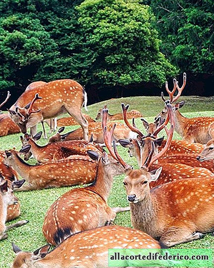 Japanese summer phenomenon: more than 600 wild deer gather daily in the park