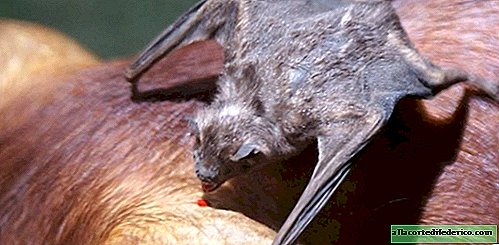 7 scary vampire animals to know about