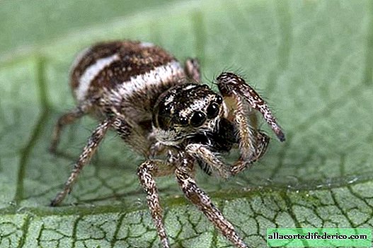 TOP 7 vackraste (och fruktansvärda) spindlar