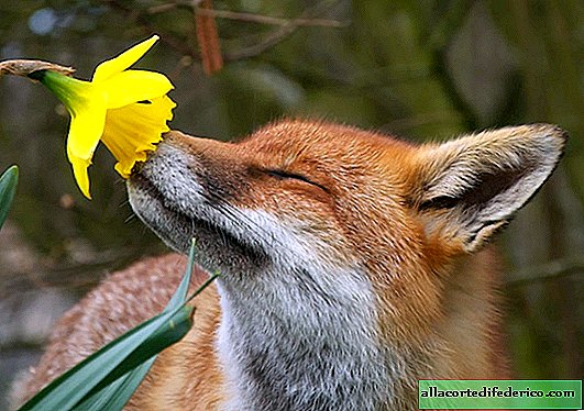 8 charming wild animals that also love flowers