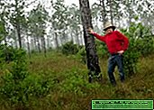 Frau Davis ist der Mann, der 8 Millionen Bäume in Florida, USA, gepflanzt hat