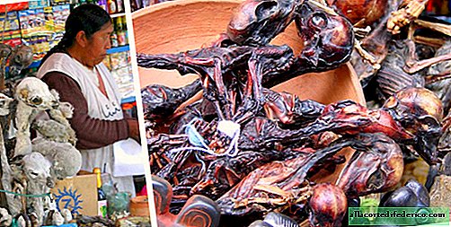 Kangaroo scrotum and elephant excrement: 8 wild souvenirs from all over the Earth