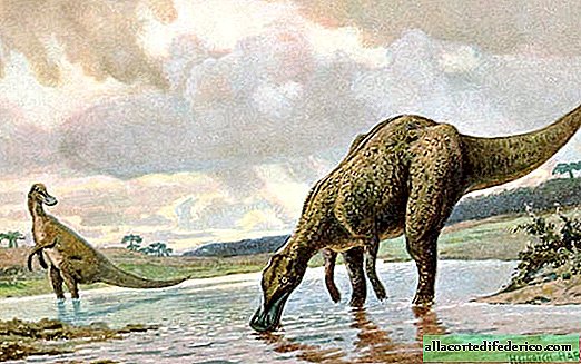 في اليابان ، اكتشف هيكل عظمي ديناصور طوله 8 أمتار عمره 72 مليون سنة