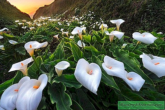 9 photos from the Valley of wild callas, stunning with its paradise beauty