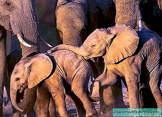 코끼리의 잊을 수없는 야생 동물 사진 9 장