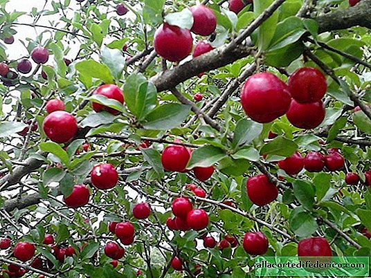 Acerola record holder: there is no such amount of vitamin C in any other berry