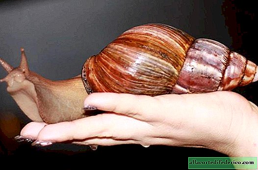 Akhatina: for what this snail is hated in tropical countries and adored in Europe